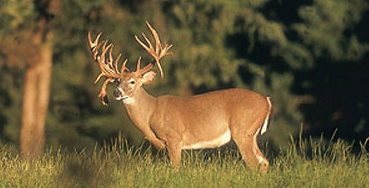 Deer Hunting Tips