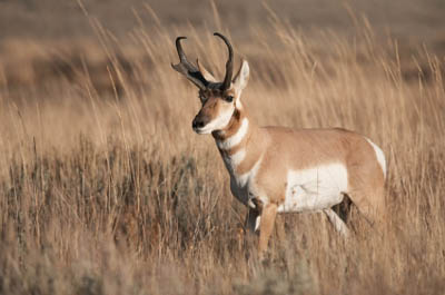 Texas Panhandle Pronghorn Antelope Get New Home