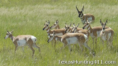Texas Pronghorn Permits: Pronghorn Antelope Hunting