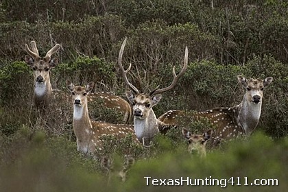 Trapping Axis Deer in Texas - Trapping Exotics