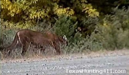 Mountain Lion Road-Killed Near Bandera, Texas