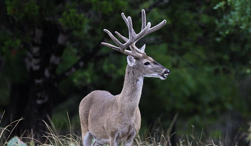 Walter Buck WMA Hunting