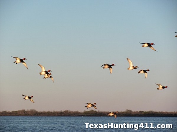 Duck Hunting at Justin Hurst WMA, Guadalupe Delta WMA