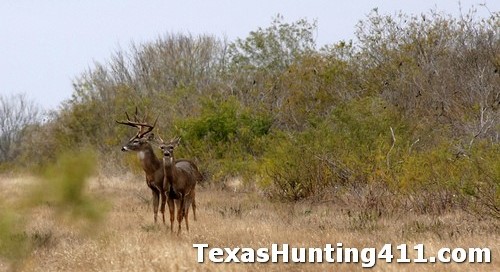 Whitetail Bucks at Chaparral WMA