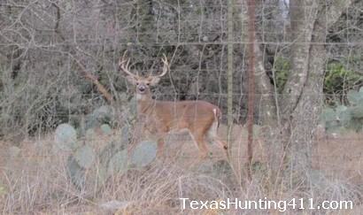 The Deer Management Permit (DMP) in Texas