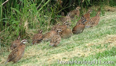 Quail Hunting in Texas