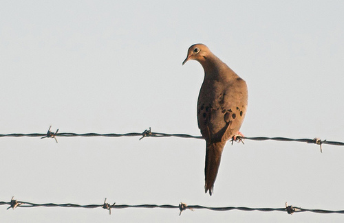 Dove Hunting in South Texas