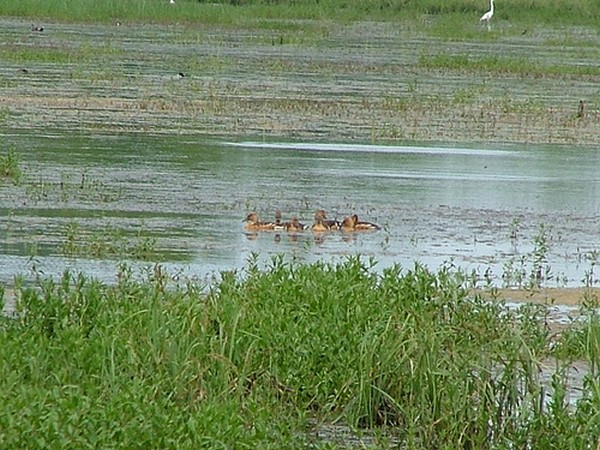 Duck Hunting J.D. Murphree WMA