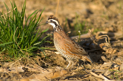 Bobwhite Quail - Texas Hunting