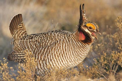 Lesser Prairie Chicken