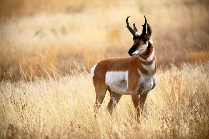 Texas Pronghorn Hunting Depends on Pronghorn Antelope Restoration