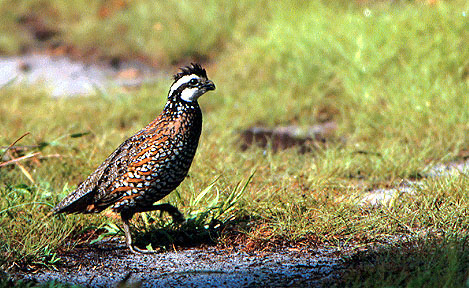 Texas Quail Hunting Report