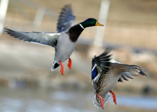 Texas Duck Hunting: Lots of Ducks, Little Water!