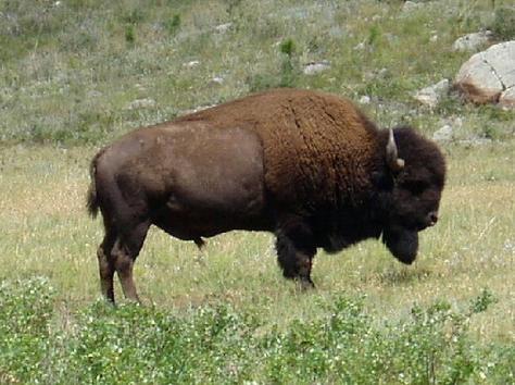 Texas State Bison Herd - Texas Hunting