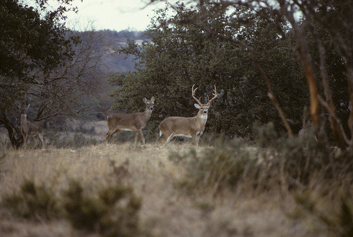 CWD Testing and Deer Hunting in Texas