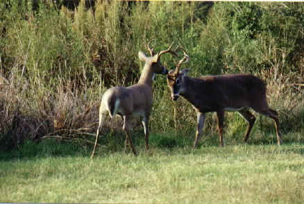 Deer Hunting with a Decoy