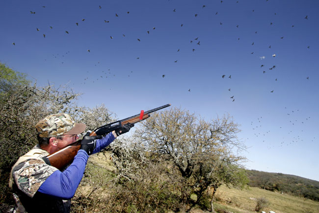 Dove Hunting Texas - Public Hunting Lands an Option