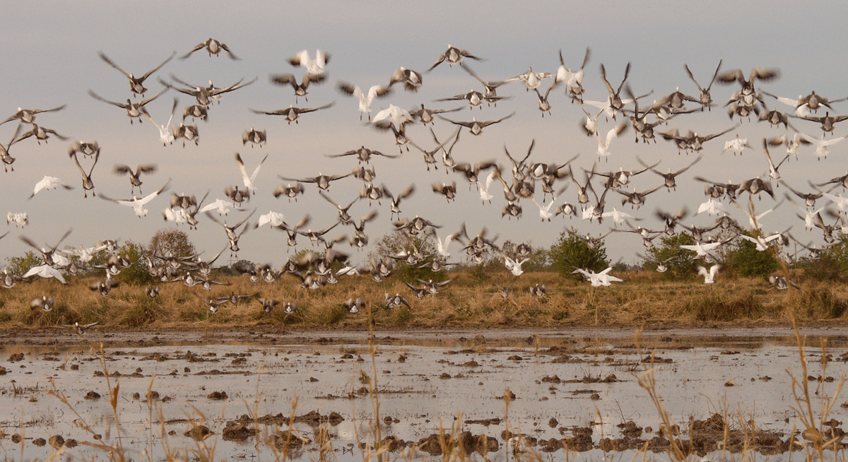 Let's go goose hunting!