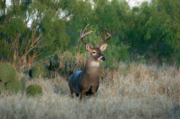 South Texas Deer Hunting