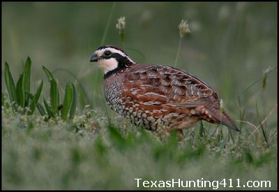 Texas Quail Hunting