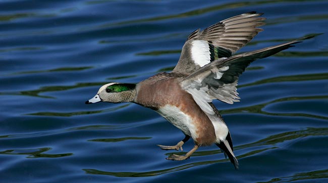 Wigeon make for good duck hunting!