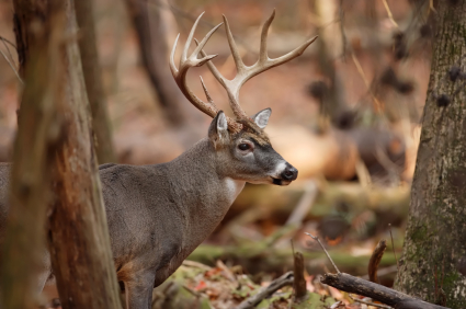 Best times for whitetail deer hunting?