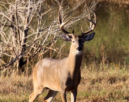 Anthrax in Deer