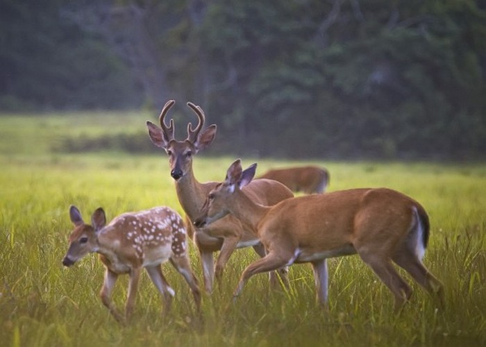 Deer Lease in Stephens County Texas