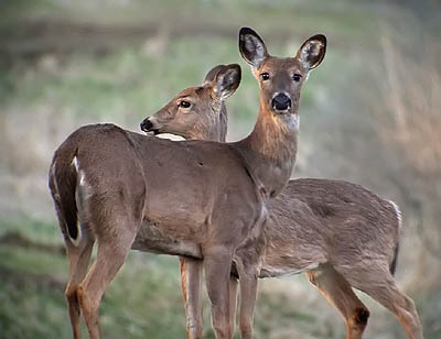 Deer Hunting - Deer Hunting Tips