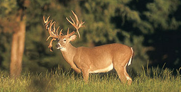 Food Plots in Missouri