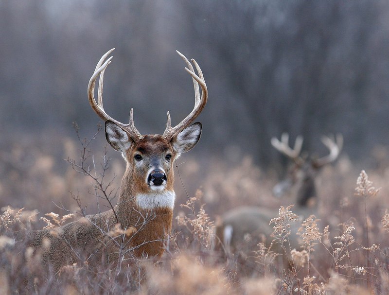 Deer Hunting in Vermont - No Deer Management?