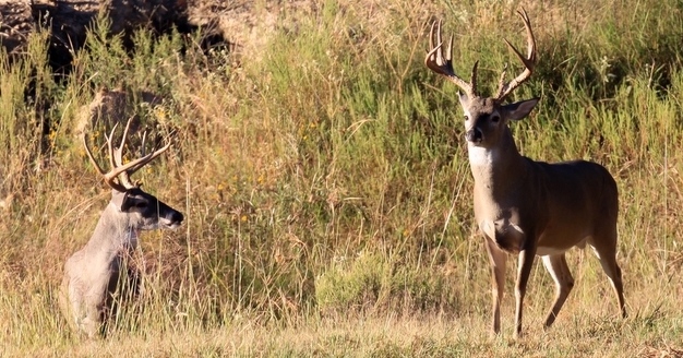 Deer Hunting Texas