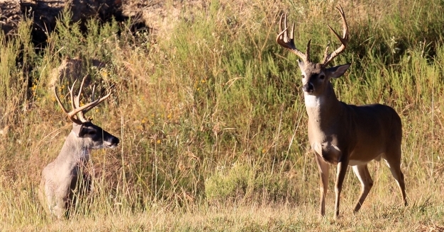 Deer Hunting Tips