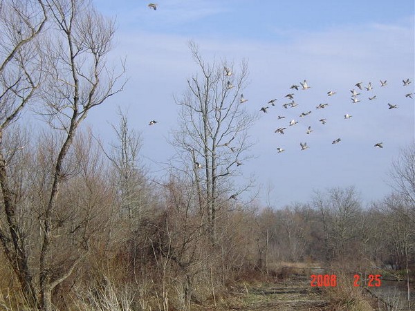 Texas Public Hunting Lands and the APH Permit