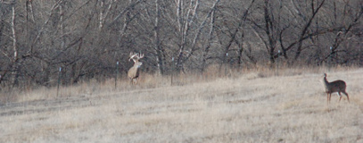 Granger WMA Postcard Deer Hunting