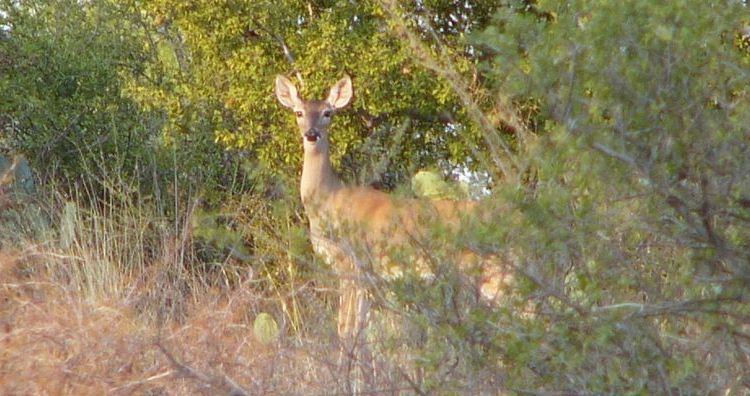 Llano County Deer Hunting