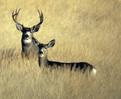 Mule Deer Hunting in Texas - TPWD Mule Deer Check Stations