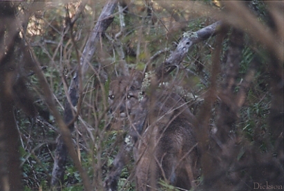 Deer Hunting: Mountain Lion Stalks Hunter