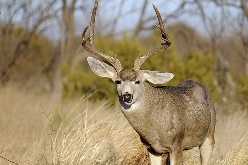 Texas Mule Deer Regulations