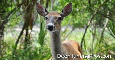 Deer Hunting - MLDP Permits Mis-Used?