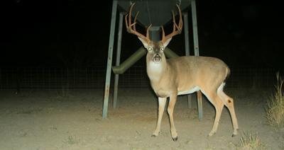 MLDP Permits for Deer Hunting