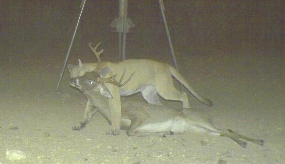 Mountain Lion Kills Buck Deer