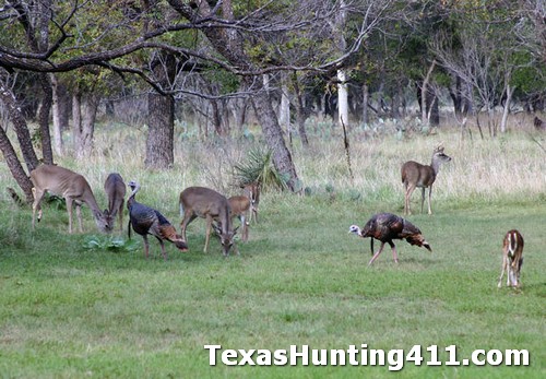 Turkey Hunting in Texas Takes Habitat