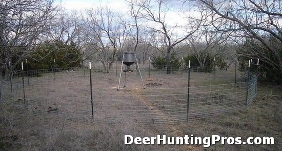 Deer Hunting: Feeder Pen Size?
