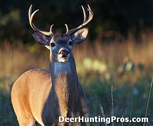 Deer Hunting on a Deer Lease in Palo Pinto County, Texas