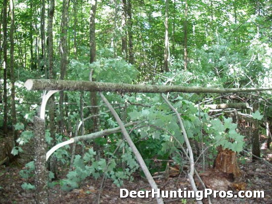 Deer Habitat Management: Hinge Cutting or Half Cutting Trees