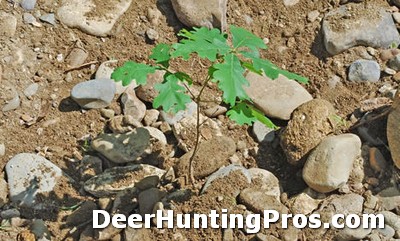 Deer Hunting: Planting Trees for Whitetail Deer