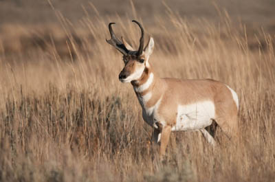 Pronghorn Population Decline Spurs Trapping and Restocking