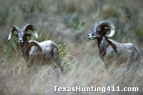 Texas Desert Bighorn Sheep