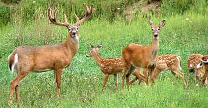 Whitetail Deer Management to Improve Deer Hunting